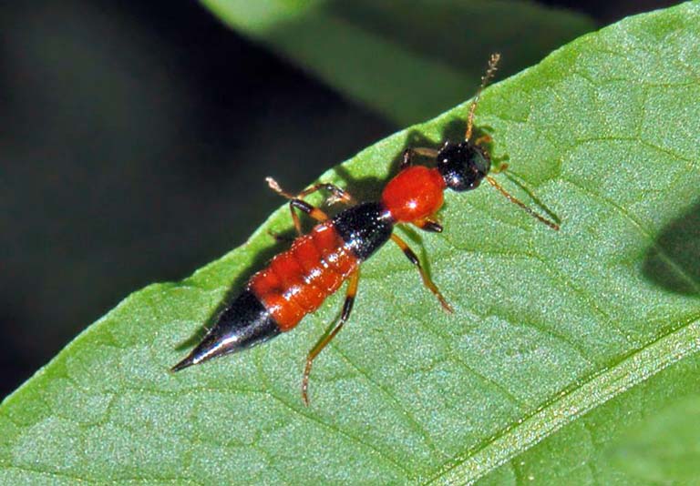 Bị kiến ba khoang cắn có lây không?