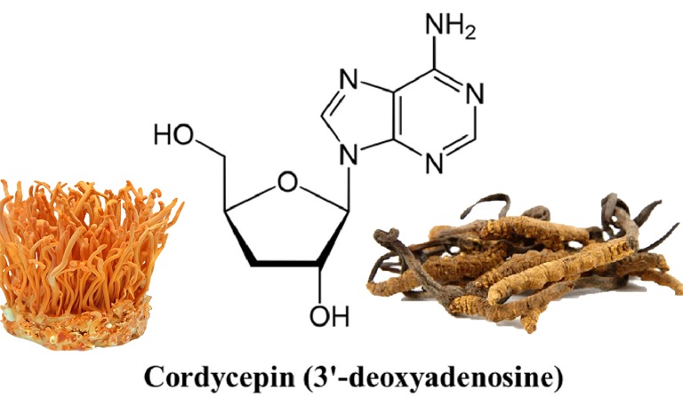 Cordycepin là một hoạt chất quý và quan trọng trong đông trùng hạ thảo
