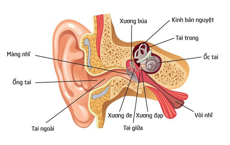 Viêm tai giữa và viêm tai ngoài là gì?